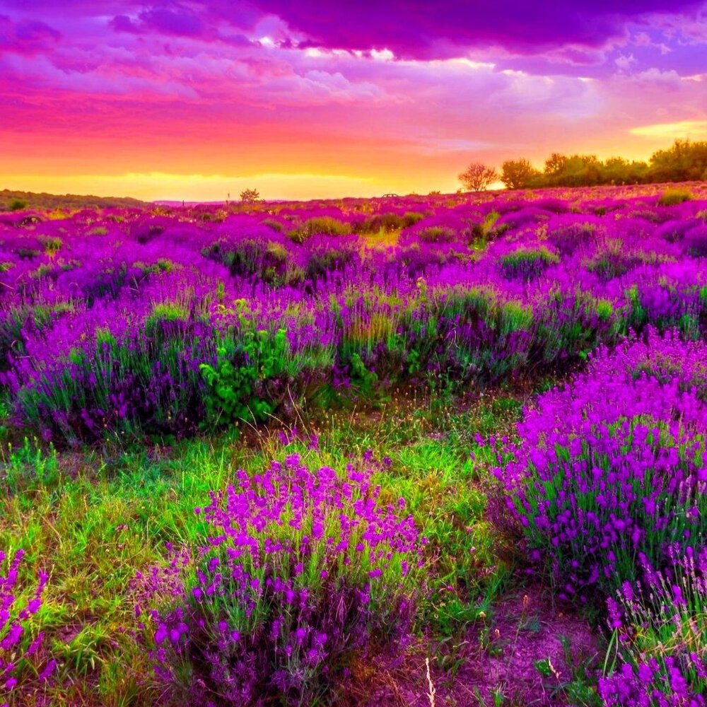 Meet your Posher, Jules